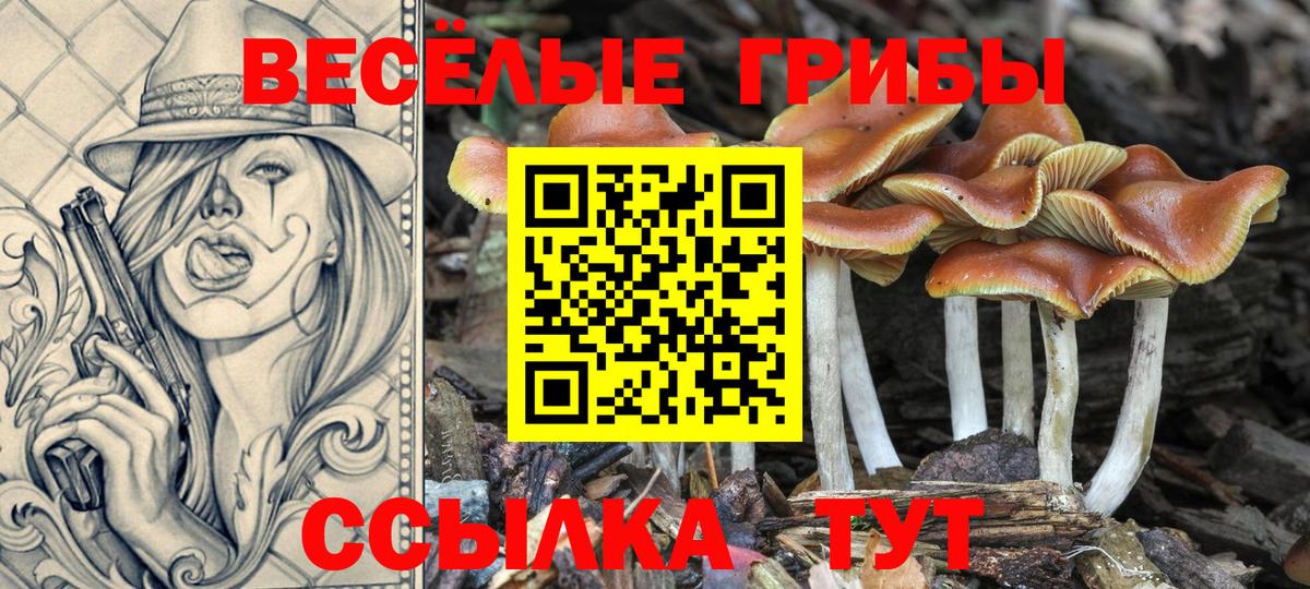 Галлюциногенные грибы Psilocybine cubensis Москва